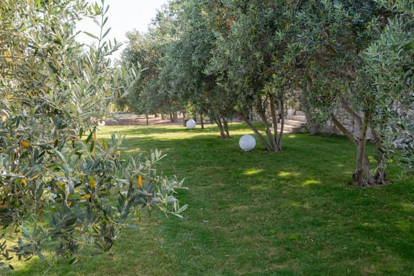 Olive grove garden