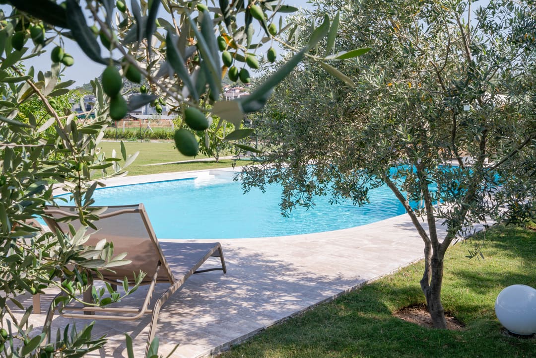 Muyo House swimming pool seen through olive branches